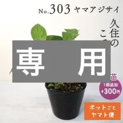 s.woods 【ポットごとヤマト便303】ヤマアジサイ　久住のこでまり ポットごとヤマト便303】ヤマアジサイ 幼苗 久住のこでまり 山紫陽花