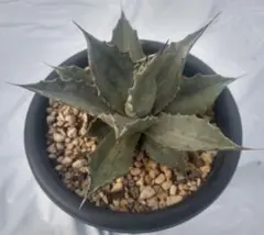 アガベ モンタナ ティファニー 検) 斑入り ライムフラッシュ オリザバ 錦 2025年最新】モンタナ ライムフラッシュの人気アイテム - メルカリ