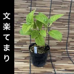 Duffy様専用 食用ほおずき ハニーゴールド 抜き苗 3本 - メルカリ