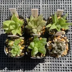 多肉植物 ハオルチア 6個セット 抜き苗