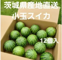 茨城県産 産地直送 小玉スイカ スウィートキッズ 3S 12個入のサムネイル