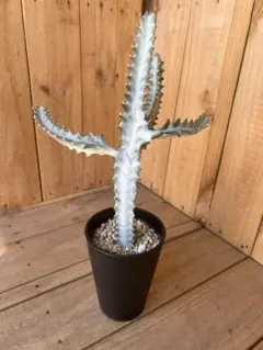 2025年最新】ユーフォルビア ホワイトゴーストの人気アイテム - メルカリ