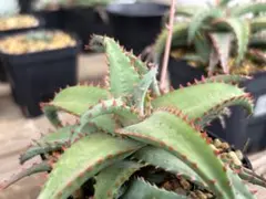 メルカリ便発送☆アロエ実生苗 (コニフェラ×カスティロニアエ)×メラナカンサ 多肉植物：アロエ カスティロニアエ 実生*幅10cm 現品！一品