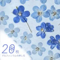 ◆ねこハチ◆【ドライフラワー】勿忘草/わすれな草/忘れな草（929） ◇ねこハチ様専用◇【ドライフラワー】勿忘草/わすれな草/忘れな草