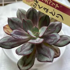 多肉植物397 ミックスベリア 桃染華 札付き 抜き苗で第四種郵便 - メルカリ