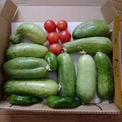 農家直送埼玉県きゅうり（東北老品種)　本日発送のサムネイル