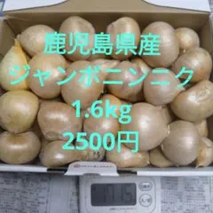 鹿児島県産 農家直送ジャンボニンニク 1.6kg 黒ニンニクにもできますのサムネイル