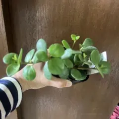 【SPRING SALE】①ぺぺロミア・ホープ　ポット苗発送♡ ❤️人気観葉植物❤️】ぺぺロミア ホープ ポットごと発送‼️ - メルカリ