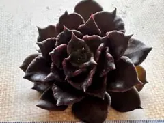 し*ち様 1547新入荷　ブラックマディバ　多肉植物　エケベリア　撮影2月4日
