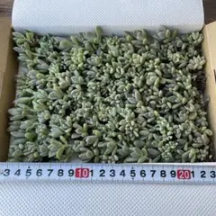 多肉植物　桜牡丹　小苗　抜き苗　詰め合わせ　数量限定のサムネイル