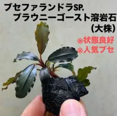 2026年最新】ブラウニーゴーストの人気アイテム - メルカリ
