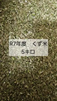 多肉植物 ハオルチア 令和7年4-6月採る オブツーサ錦 混合交配種子 100