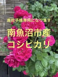 真佐子様専用　南魚沼市産コシヒカリのサムネイル