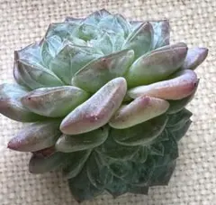 ミ*マ様 No.d88新品種　雲青　エケベリア　多肉植物　撮影12月6日
