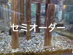 水槽レイアウト　木杭　日淡　レイアウト　セミオーダー