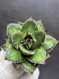 2026年最新】ピンキー アガベの人気アイテム - メルカリ