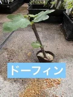 【14】イチジク　ドーフィン　挿し木苗　無農薬　根鉢ありのサムネイル