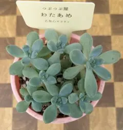 つぶつぶ屋さん《 わたあめ 》札なし 抜き苗 ☘️のサムネイル