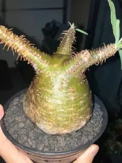 最終値下げ　パキポディウムグラキリス　現地球　真ん丸ボディ 最終値下げ パキポディウムグラキリス 現地球 真ん丸ボディ 2025年最新