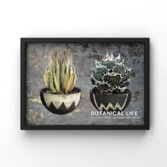 2025年最新】塊根植物 ポスターの人気アイテム - メルカリ