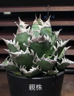 Agave レッドキャットウィーズル錦　ゴリ猫　超極上選抜コレクション株 2026年最新】アガベ レッドキャットウィーズルの人気アイテム - メルカリ