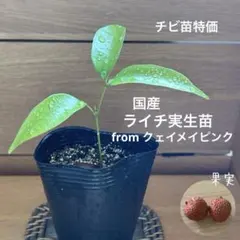 2026年最新】苗木・植木の人気アイテム - メルカリ