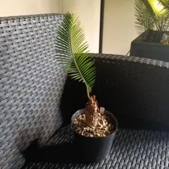 ソテツ(蘇鉄) 子株つき　インテリア Display Plant | 〜Display Plants〜 異形なデザインソテツ 子株