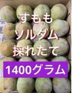すもも★ソルダム ★採れたて 1400グラム （1.4キロ以上） 農薬不使用のサムネイル