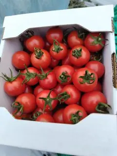 mako様専用です。