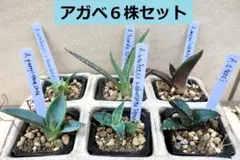 2026年最新】オテロイ実生の人気アイテム - メルカリ