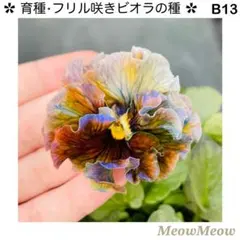 Hamakazu55様 リクエスト 6点 まとめ商品