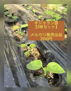 キジョラン苗【3株セット】(鬼女蘭・アサギマダラ)のサムネイル