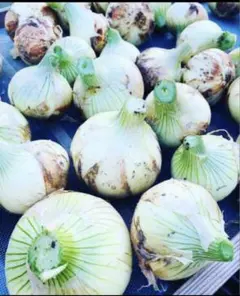 専用　新玉ねぎ（早生）旬野菜セット　農薬不使用　80size 専用 新玉ねぎ（早生）旬野菜セット 農薬不使用 80size - メルカリ