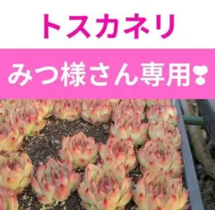 みつ様 リクエスト 2点 まとめ商品