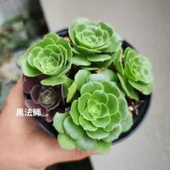 アエオニウム 翡翠瑠璃 - メルカリ