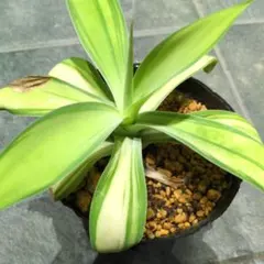 2025年最新】アテナータ 翡翠盤の人気アイテム - メルカリ