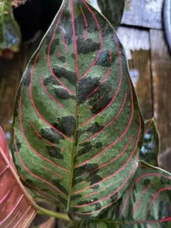 2025年最新】アグラオネマの人気アイテム - メルカリ