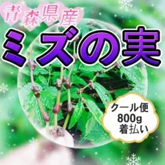 大粒ミズのコブ、みずのこぶ、みずの実、山菜、青森県南部産のサムネイル