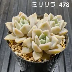 ミリリラ 3株 478 エケベリア 多肉植物 抜き苗