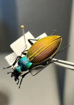 27mm】アウリガンスプラチナコガネ 金色型 カナブン ウグイスコガネ
