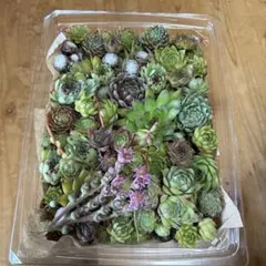 名無しセンペル詰め合わせ!! 食品タッパー黄色・緑色苗中心です。 第4種速達込み