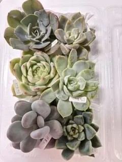 【送料無料】多肉植物　エケベリア　カット苗　セット　1苗　150円のサムネイル
