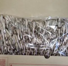 つくし　約350〜400g　購入後収穫