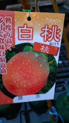 代表格桃苗木「清水白桃苗木２年生」