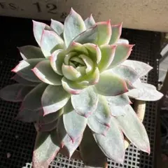 ゆんゆん様 リクエスト 3点 まとめ商品