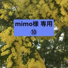 銀葉アカシア　フレッシュ　⑩