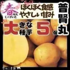 2026年最新】ドラゴンレッド種芋の人気アイテム - メルカリ