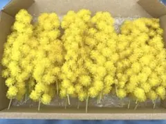 ミモザ 30本ドライフラワー花材