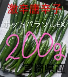 宮崎県産《新鮮》青唐辛子【ホットパラソルEX】(激辛)200g＋30g増量中のサムネイル