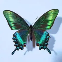 蝶標本 美麗ミヤマカラスアゲハ春型♂ 飼育品 北海道産 - メルカリ